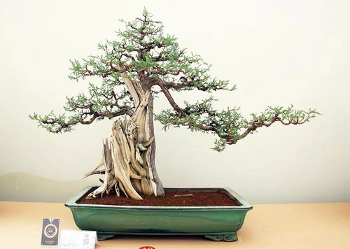 金獎(jiǎng)作品來了 2019中國森林旅游節(jié)全國精品盆景展中的盆景藝術(shù)