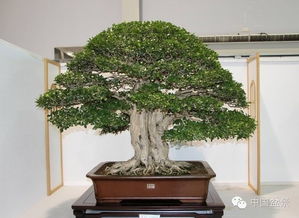 方寸之美，意蘊(yùn)深遠(yuǎn) 盆景中的非凡境界