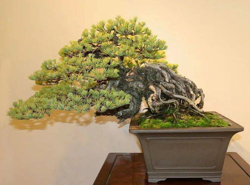 異國匠韻 全球盆景展會(huì)精品賞析
