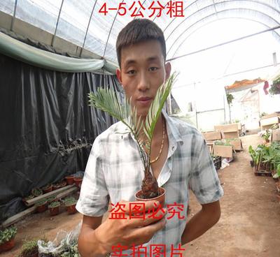 植物盆栽盆景花卉 鐵樹 蘇鐵盆栽 植物花卉布置庭院 辦公室盆