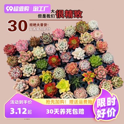 當前網購流行產品
